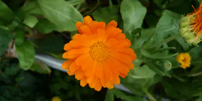 Ringelblumen-Armtätowierung