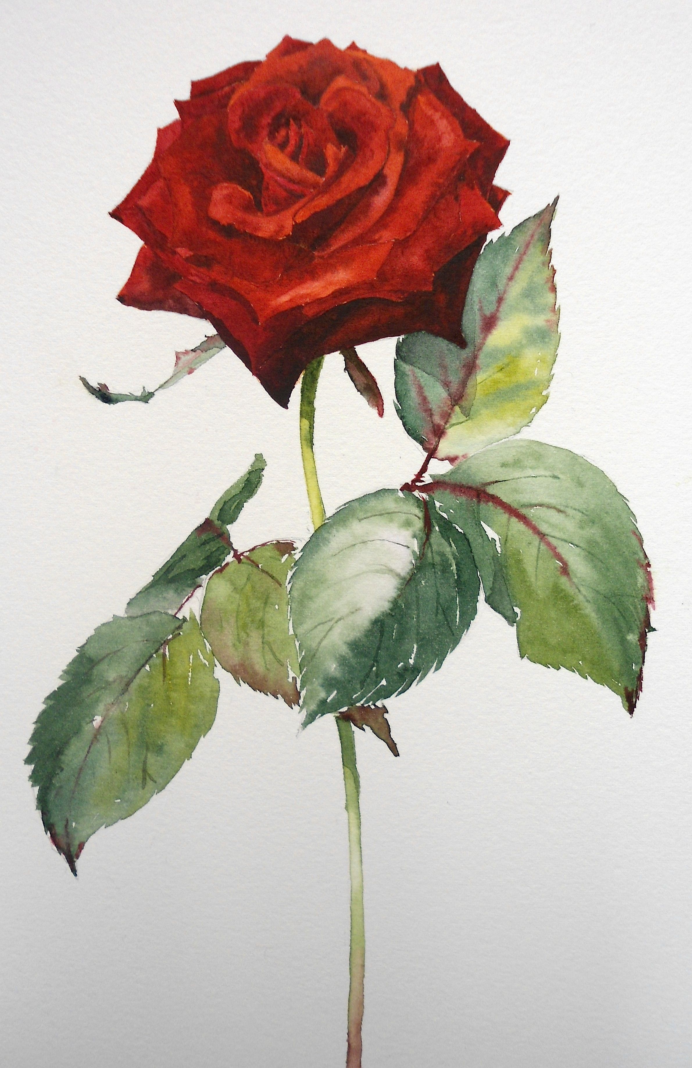 img/rose-watercolor.jpg