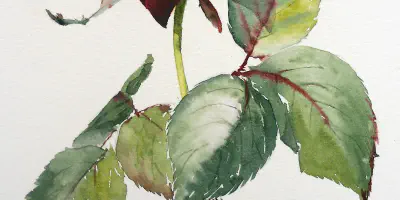 Blumen Arm Tattoo Designs